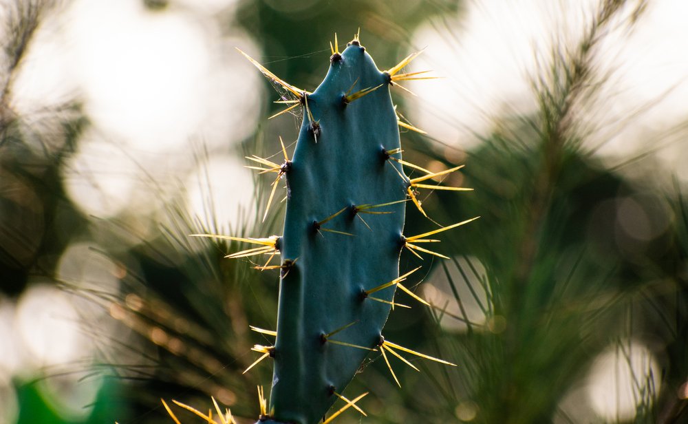 Cactus