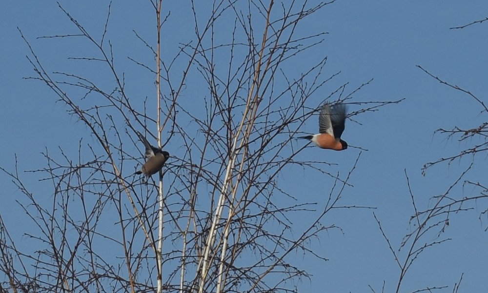 Photograph by Елена Болтенкова