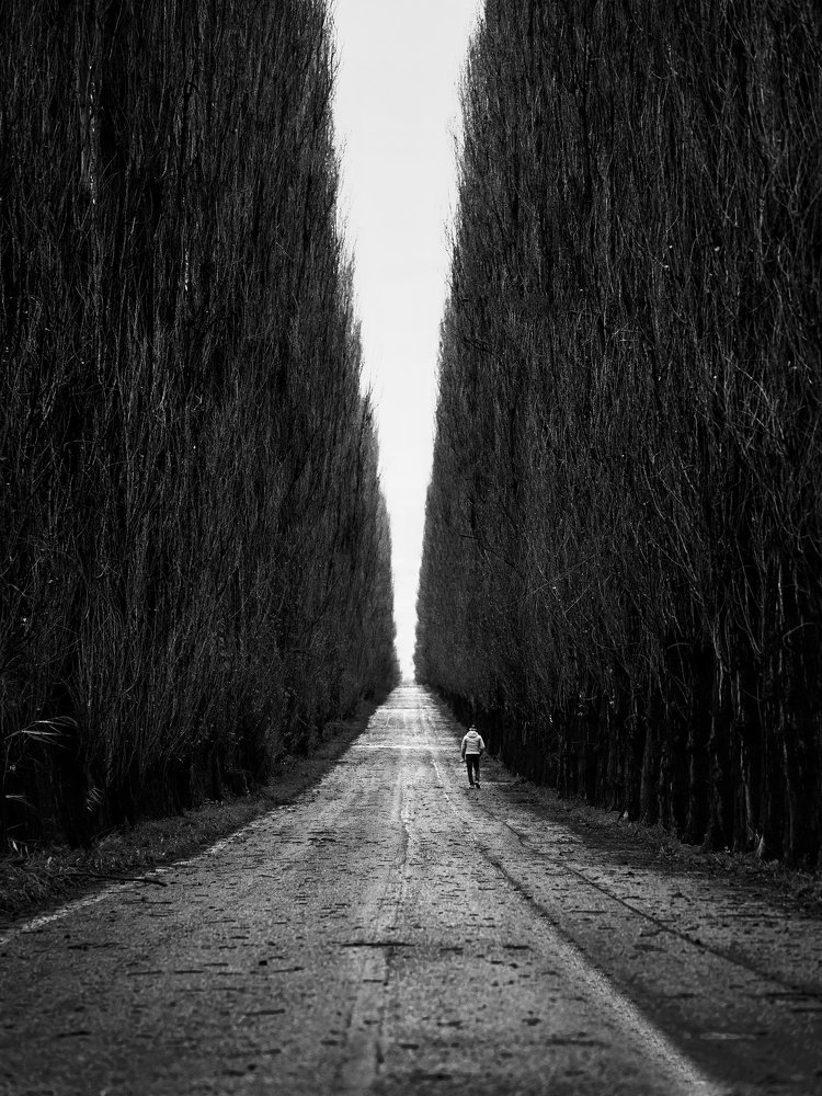 Walk in the tree-lined avenue.