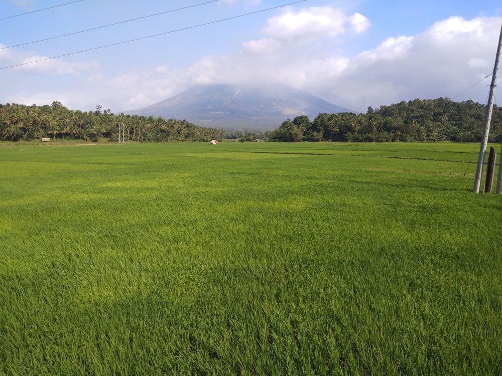 Ricefield
