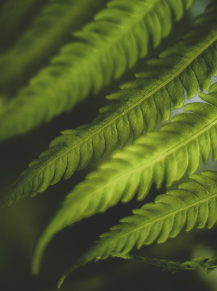 "Игра света"