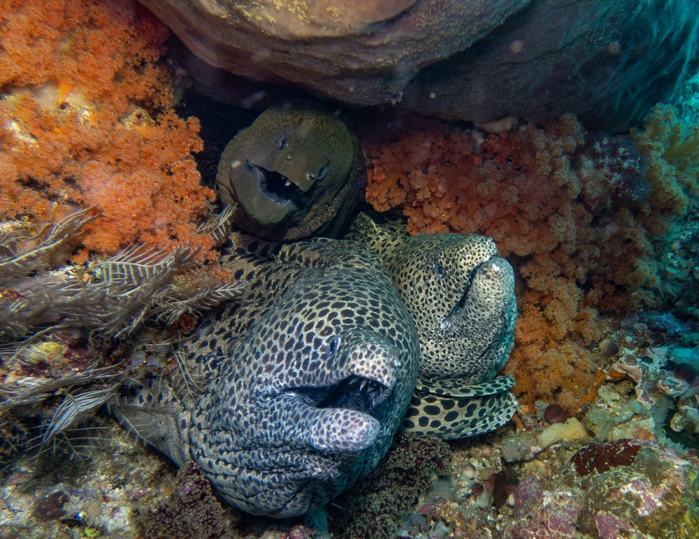 Photograph by Галина Михоношина