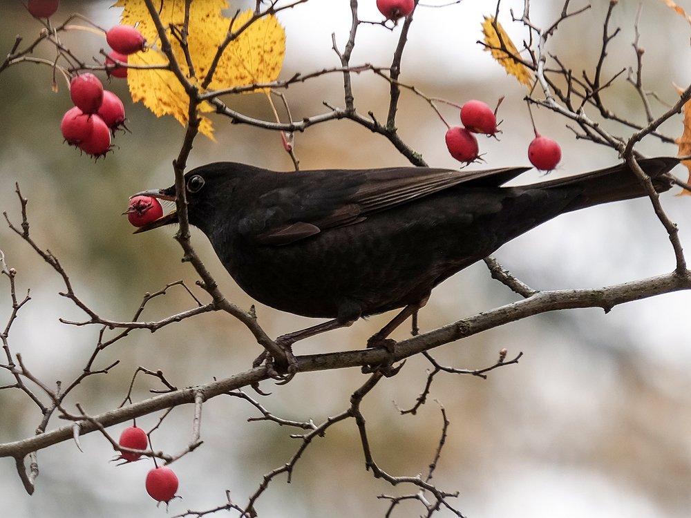 Photograph by Александр Скибицкий