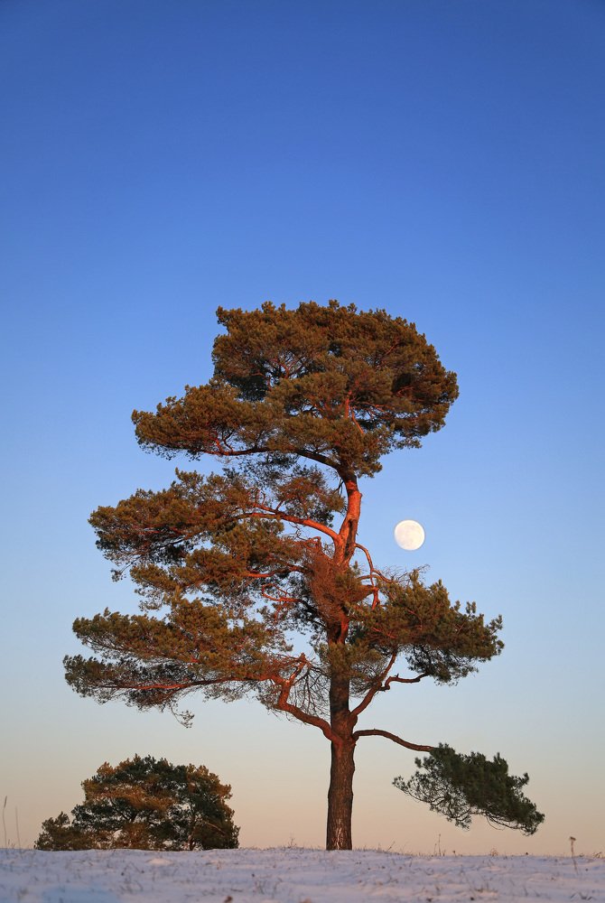 Photograph by Ольга Белоусова