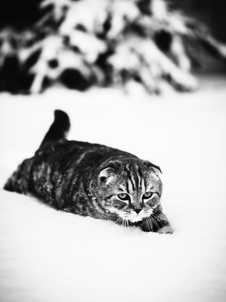 Первый снег