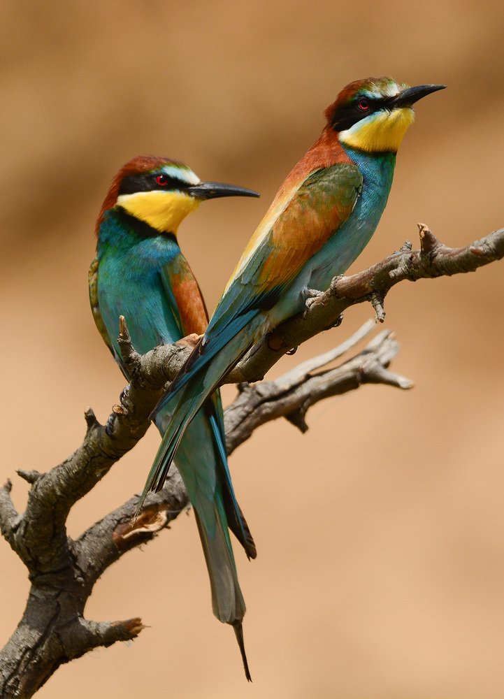 Яркие красавицы