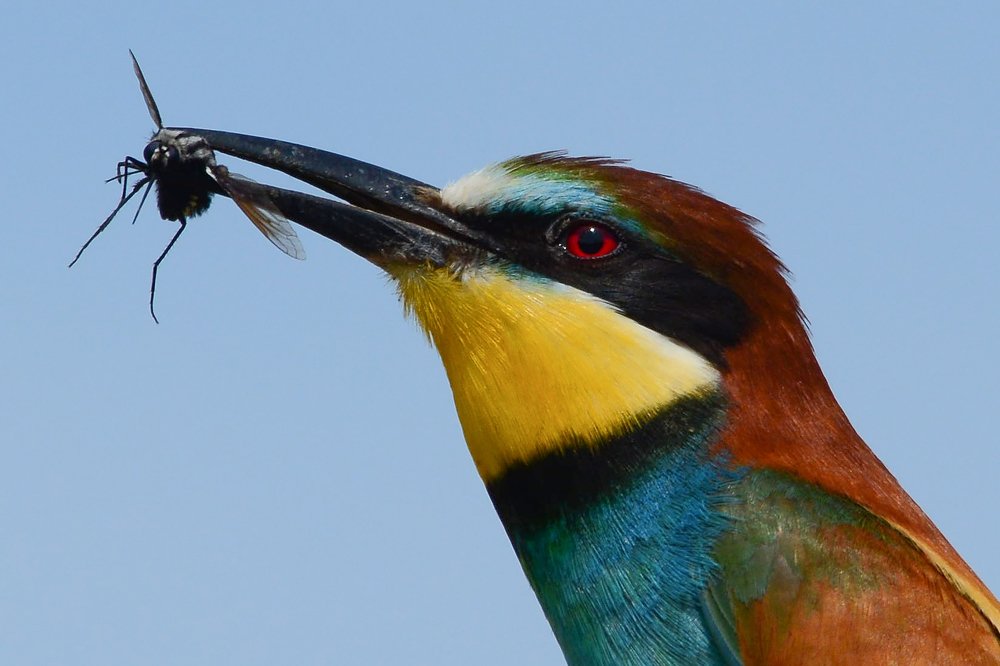 Птица и муха