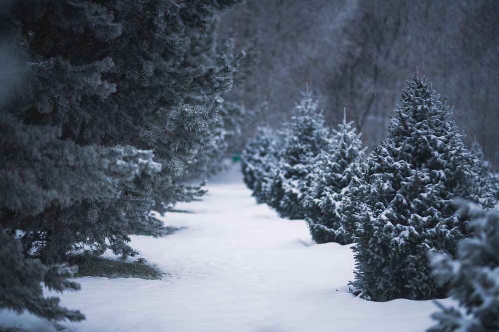 Photograph by Михаил Ноеренчук