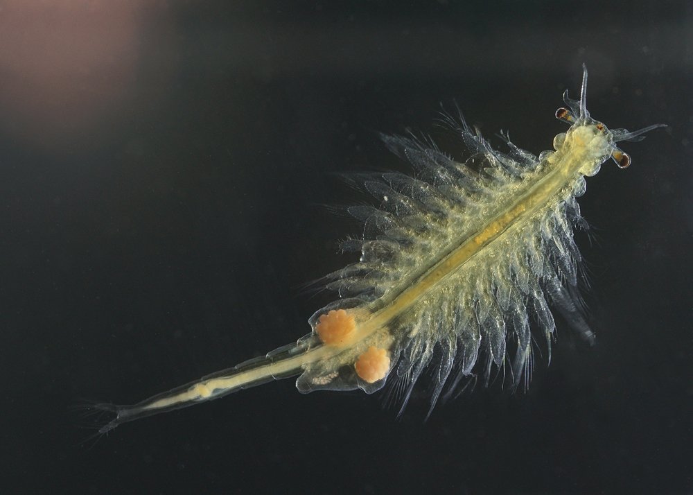 Photograph by Кузнецов Дмитрий