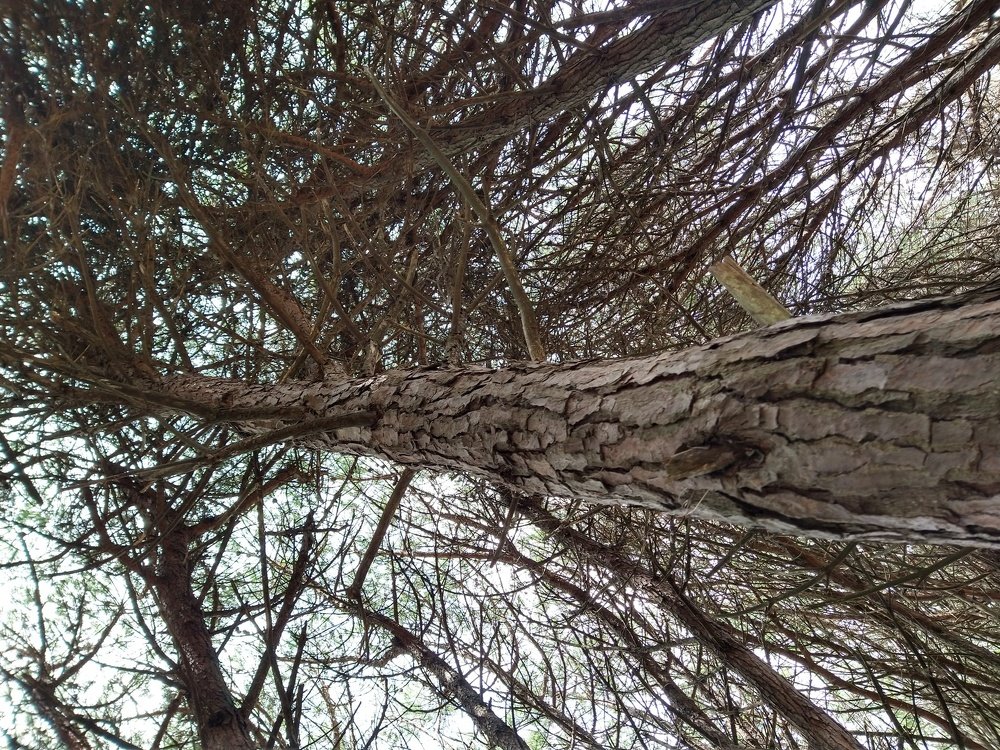 Photo #4281330