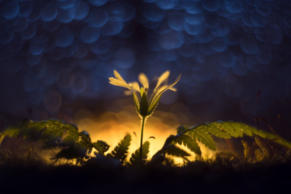 А говорят, что папоротник не цветёт