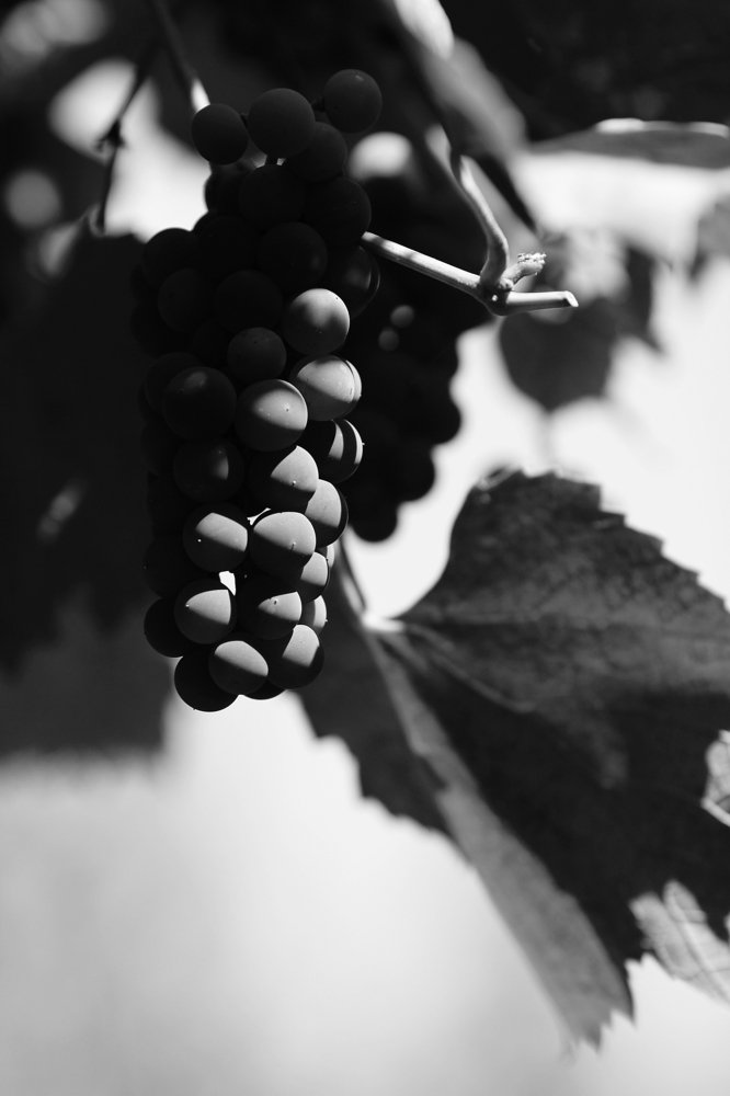 Свой виноград. Черноземье