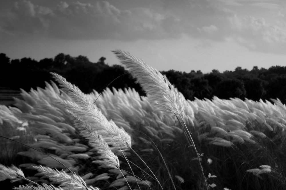 ID: Arrival of Great Festival Season.