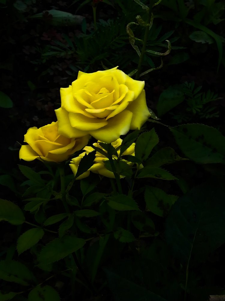 The Yellow Rose