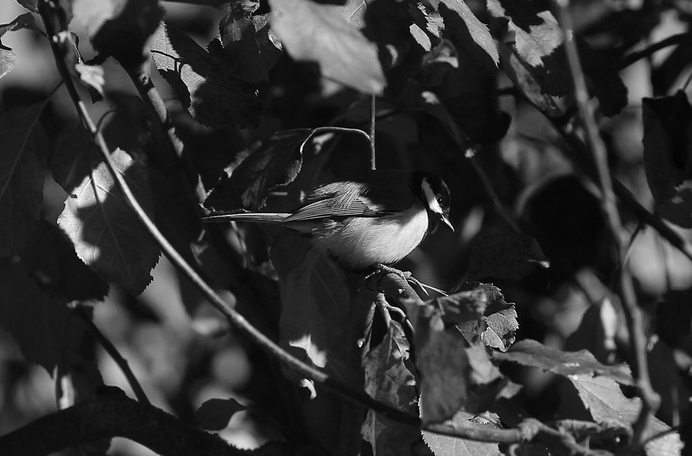 Photograph by Мария Попова