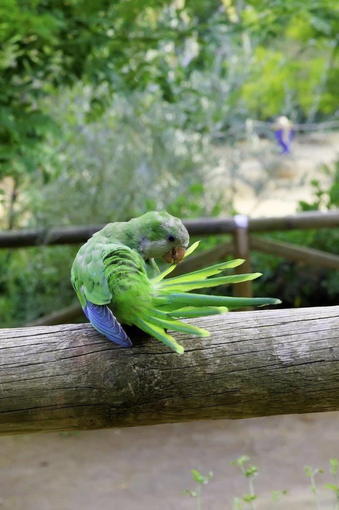 Велые попугаи Барселоны.