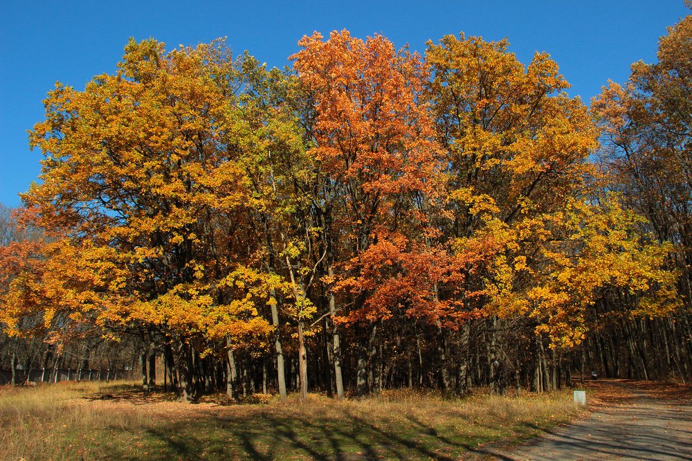 Краски осени