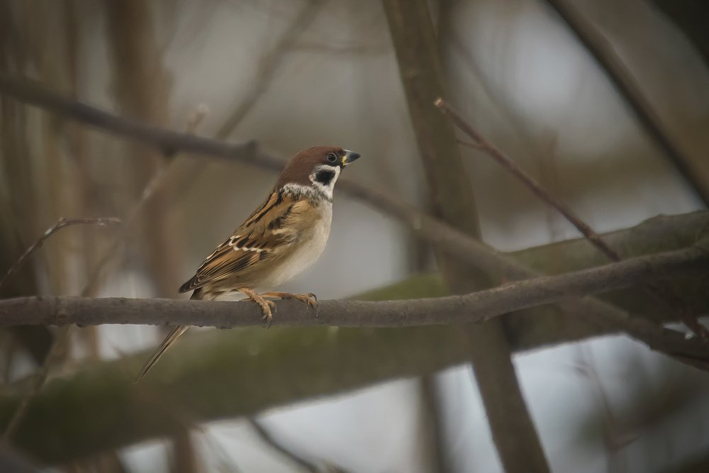 Photograph by Кунин Илья