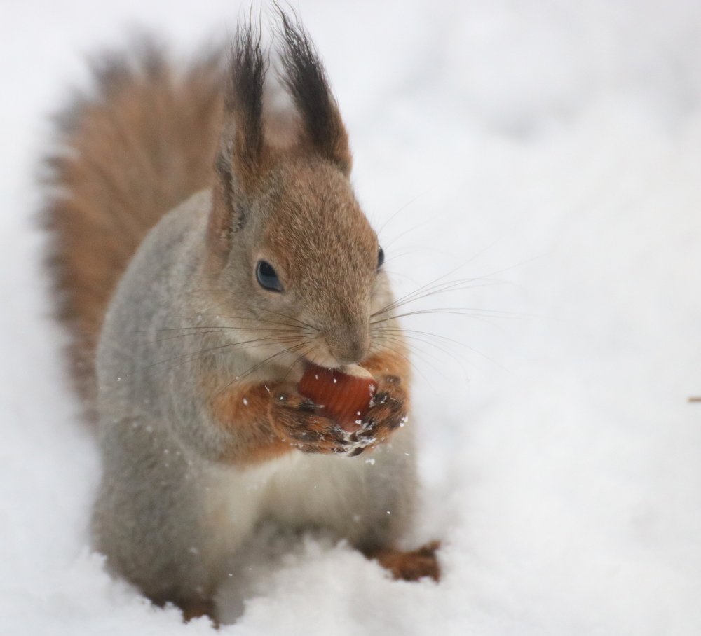 Photograph by Евгения Малафеева