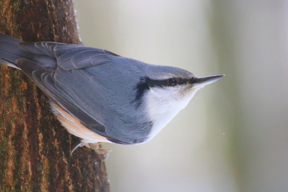Photograph by Евгения Малафеева