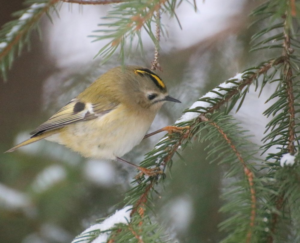 Photograph by Евгения Малафеева