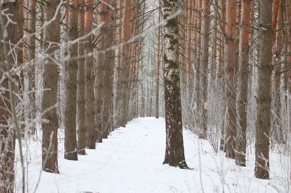 Photograph by Евгения Малафеева