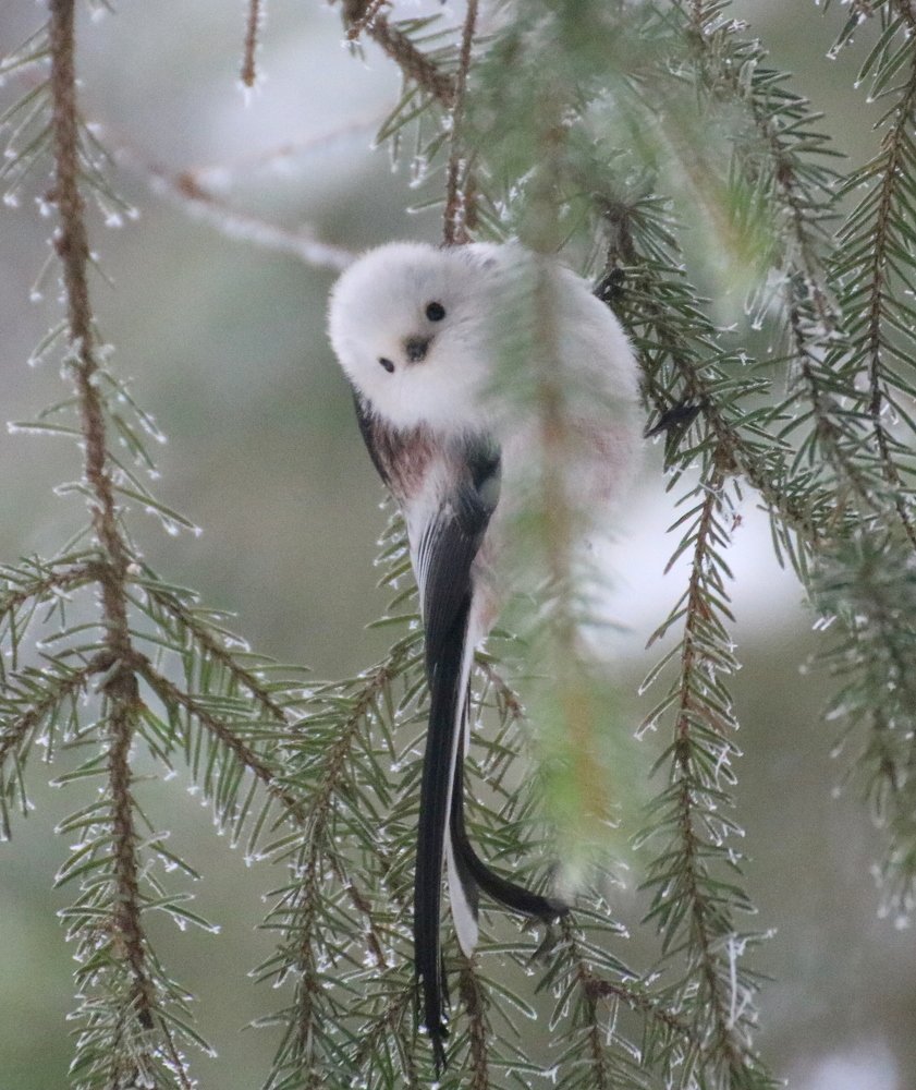 Photograph by Евгения Малафеева