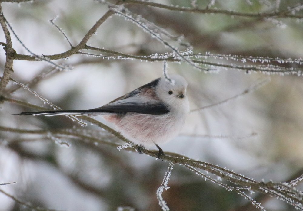 Photograph by Евгения Малафеева