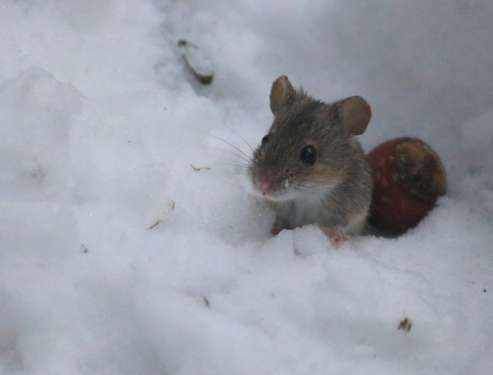 Photograph by Евгения Малафеева