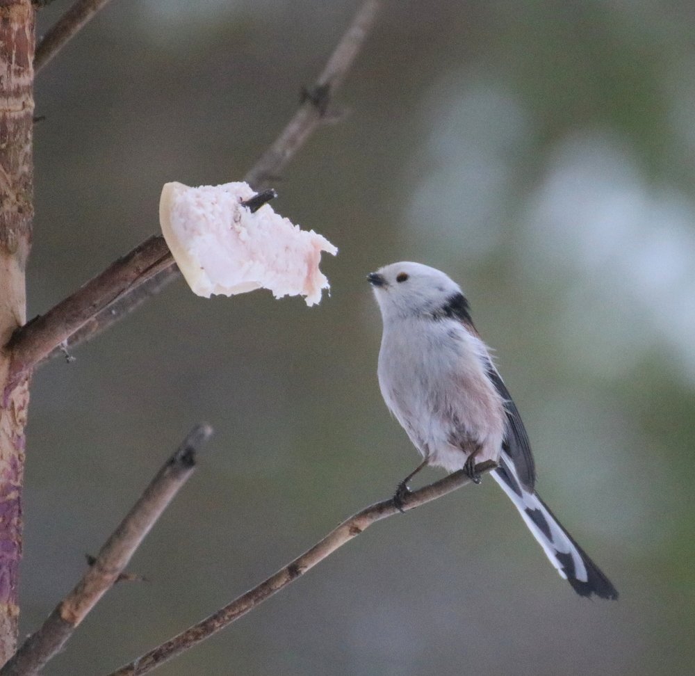 Photograph by Евгения Малафеева