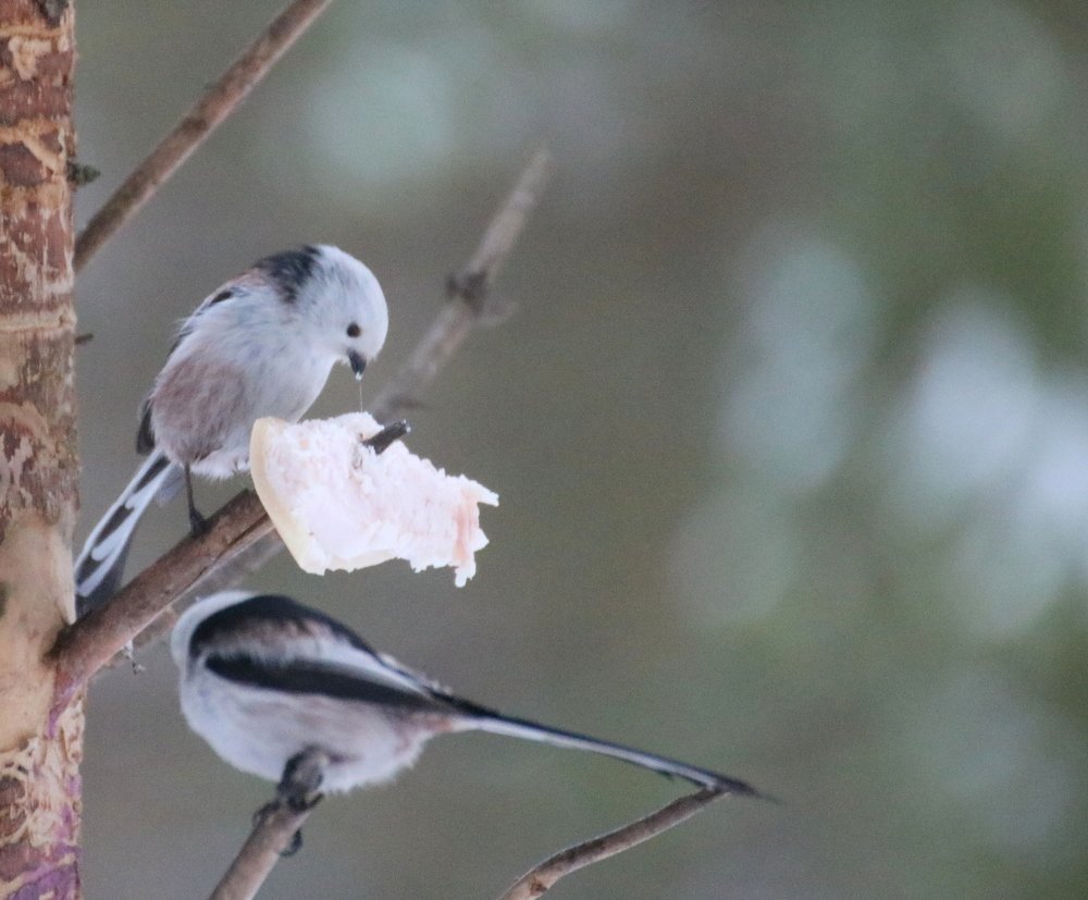 Photograph by Евгения Малафеева