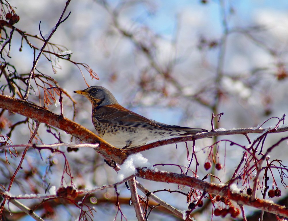 дрозд-рябиник