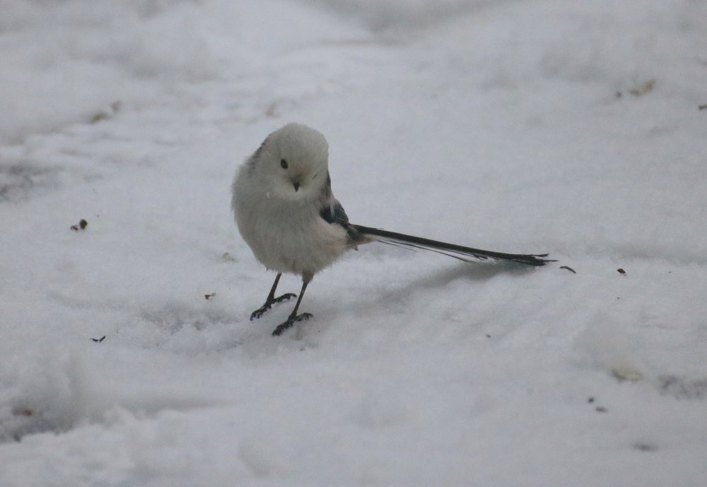 Photograph by Евгения Малафеева