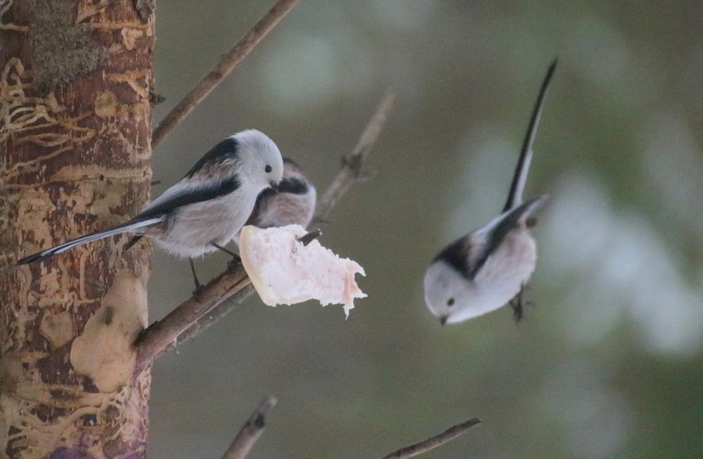 Photograph by Евгения Малафеева