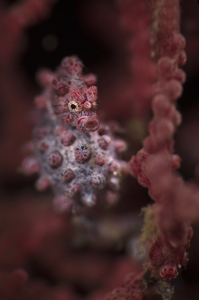 The pygmy seahorse ( Hippocampus bargibanti)