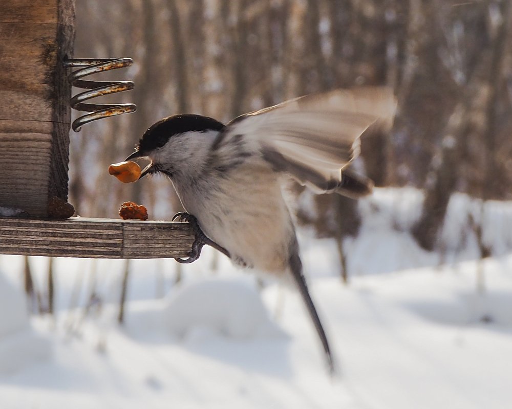 Фотография автора Olena Vorotyntseva