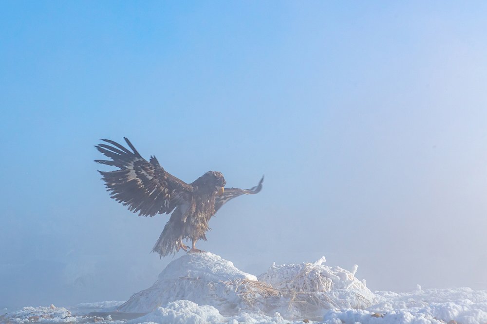 Photograph by Денис Будьков