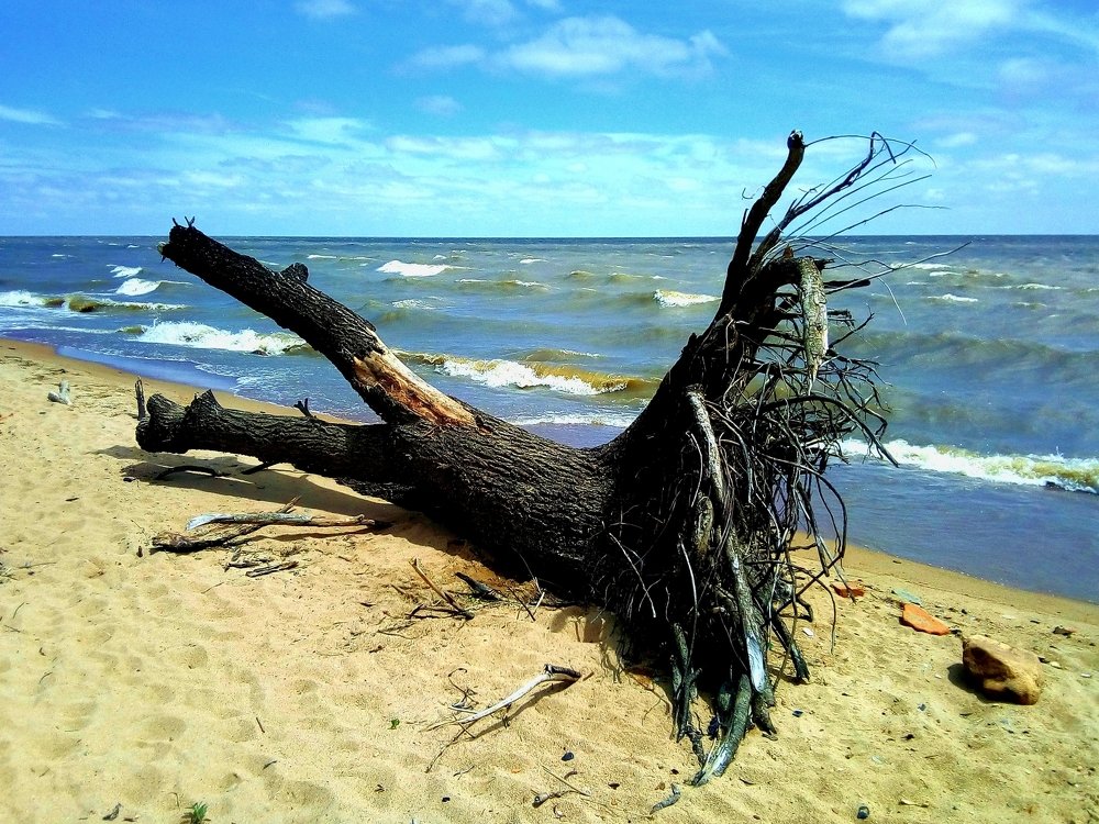 Фотография автора Андрей Богатов