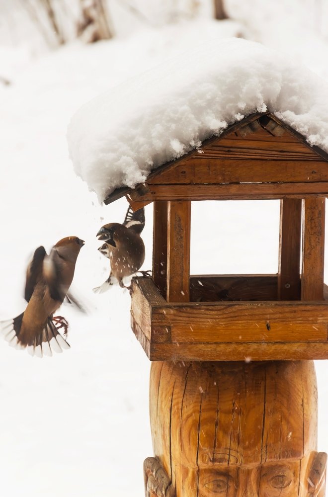 Photograph by Nadezhda