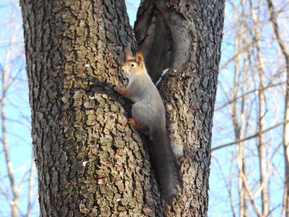 Ве́кша (лат. Sciurus vulgaris)