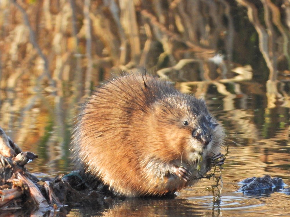 Мускусная крыса (лат. Ondatra zibethicus)