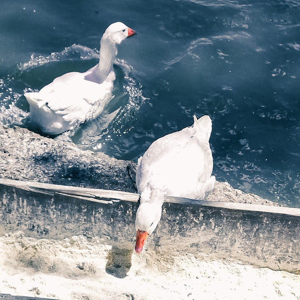 Photograph by Alaa Kattan