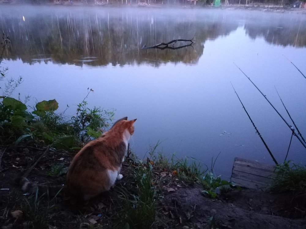 Ловись, рыбка!