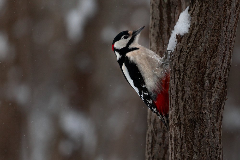 Photograph by Марат Кучкаев