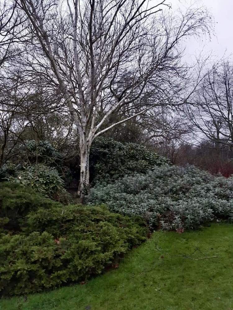 Birch tree and bushes