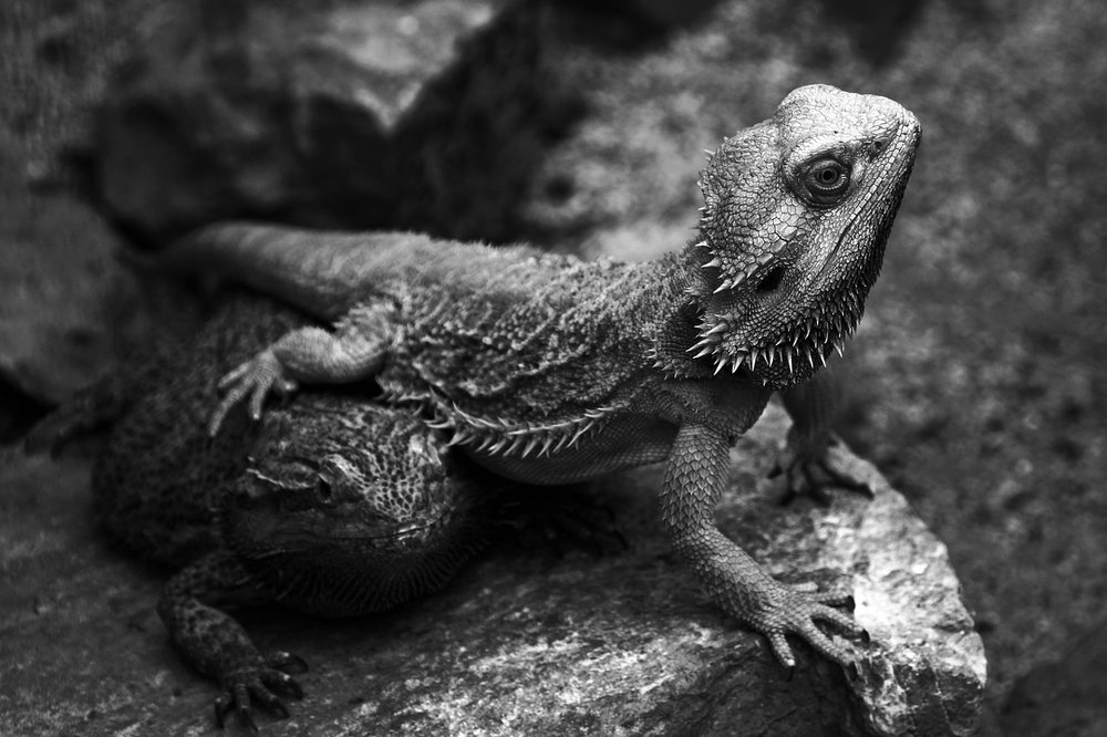 Мы с Тамарой ходим парой...