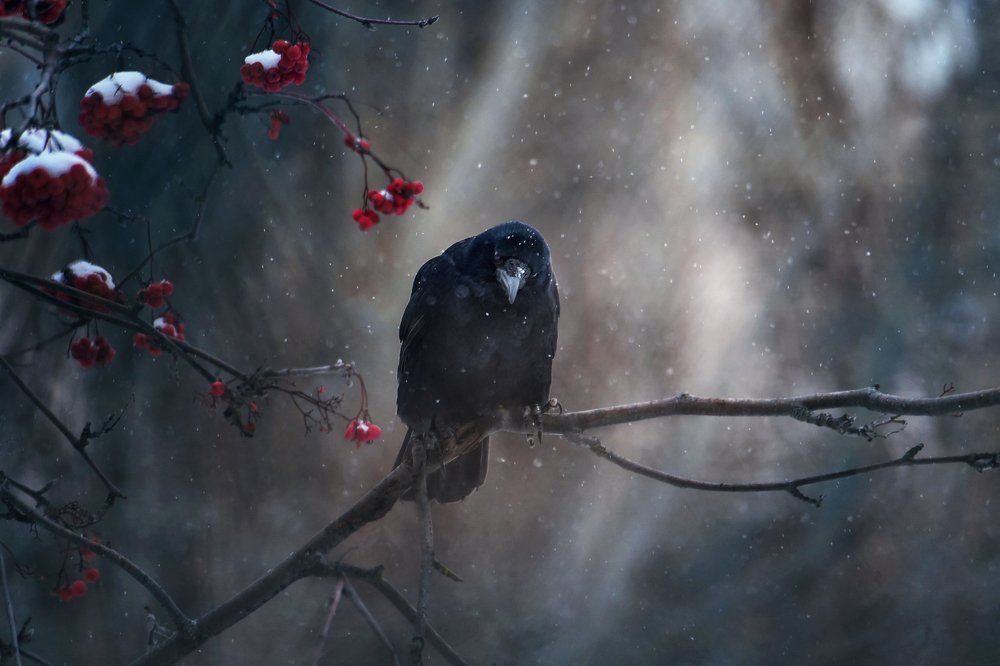 Photograph by Чернобай Анна