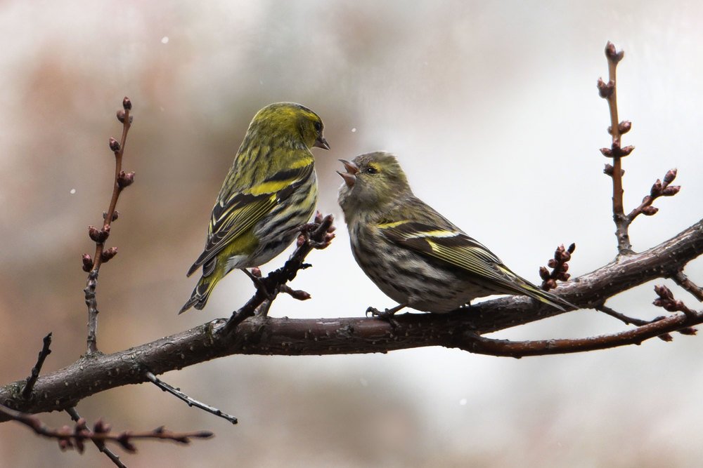 Photograph by Чернобай Анна