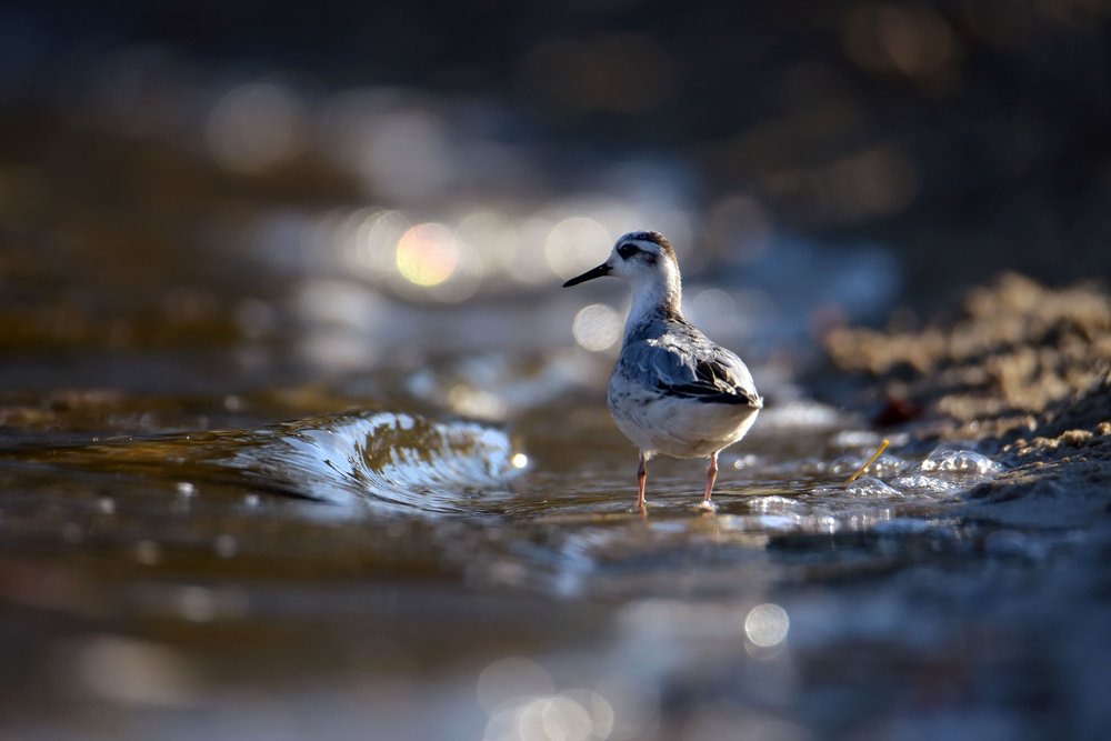 Photograph by Чернобай Анна