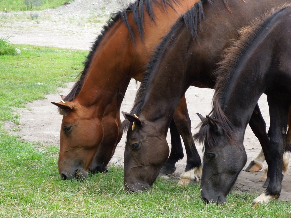 Photograph by Елена Болтенкова